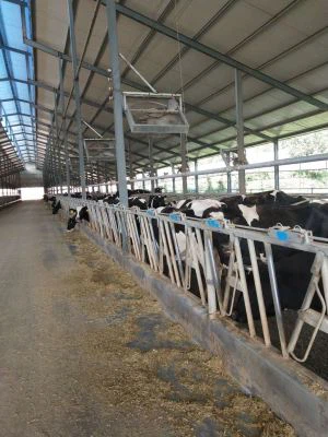 Ente ku mutwe kkufulu ku mutindo gwa waggulu mu China Farm .